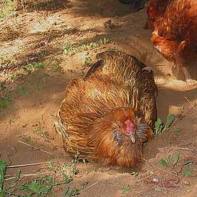 How egg laying hens live